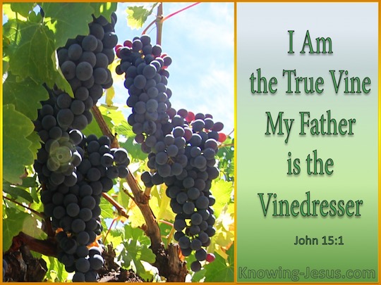 John 15 1 Verse Of The Day john-15-1-verse-of-the-day