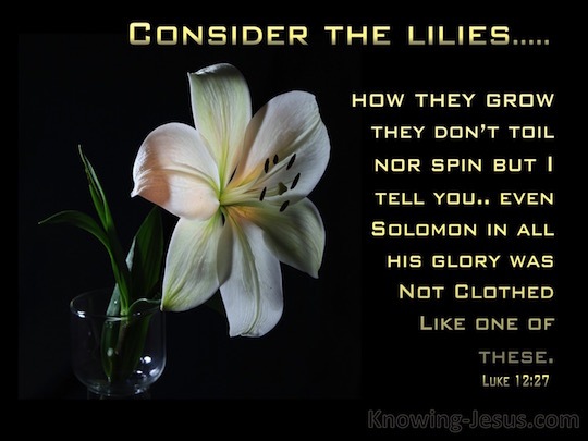 Luke 12:27 - Verse of the Day